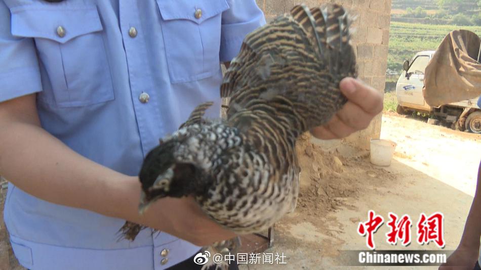 嗷嗷叫
