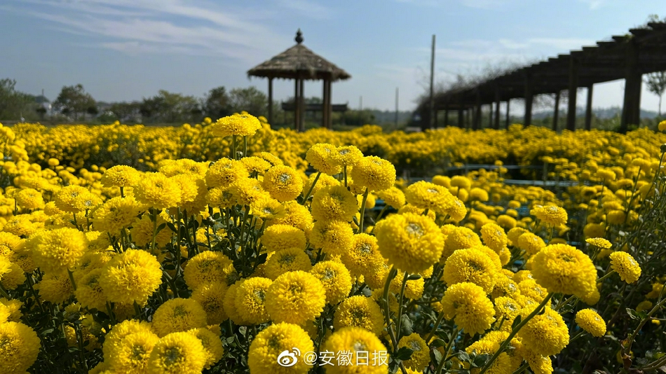 黑人日逼黄色片，免费
