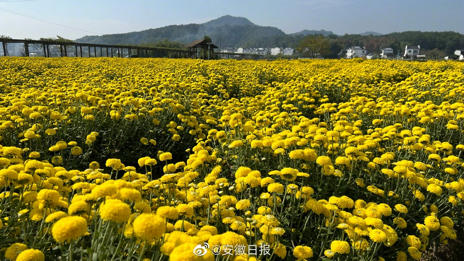 鞠婧祎秘 被男人桶到爽AI