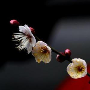 张柏芝54张无删码照片黑森林