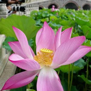 跳蛋阅读