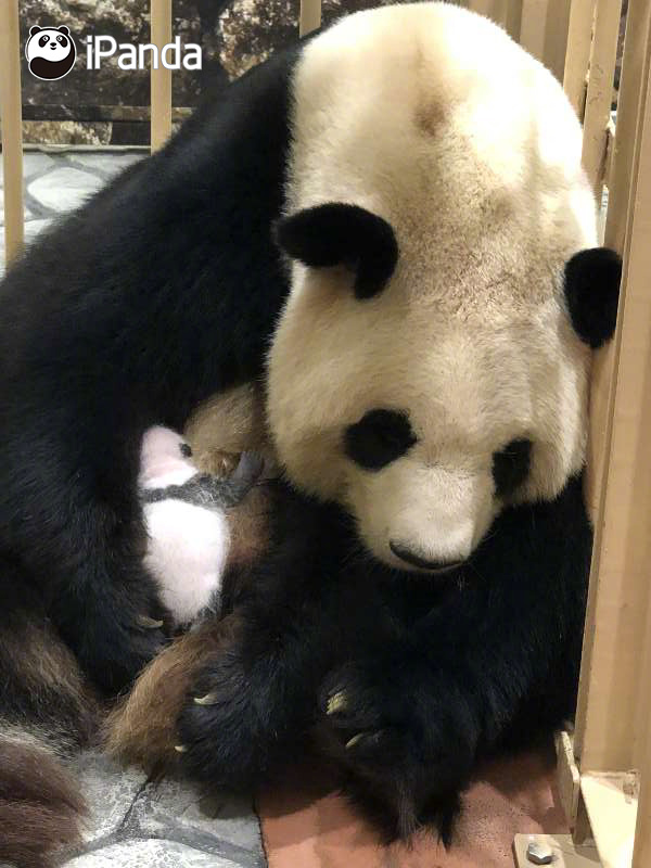 张柏芝和黑人做爰