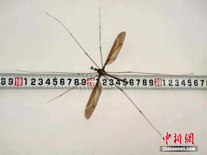 定远县永康镇：温暖童心 与爱同行