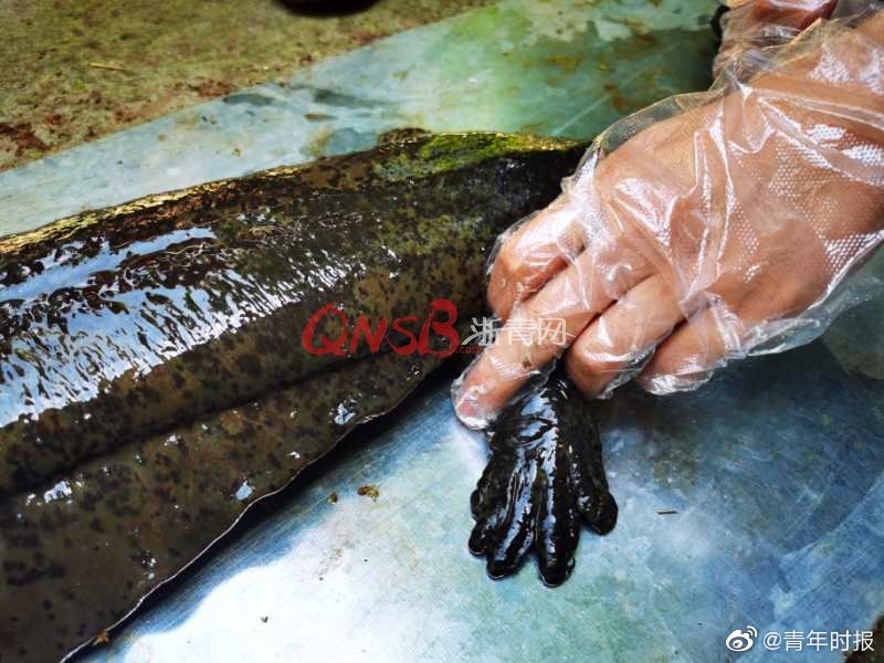 国产无码孕妇毛片