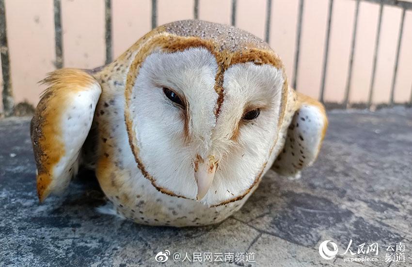 欲情