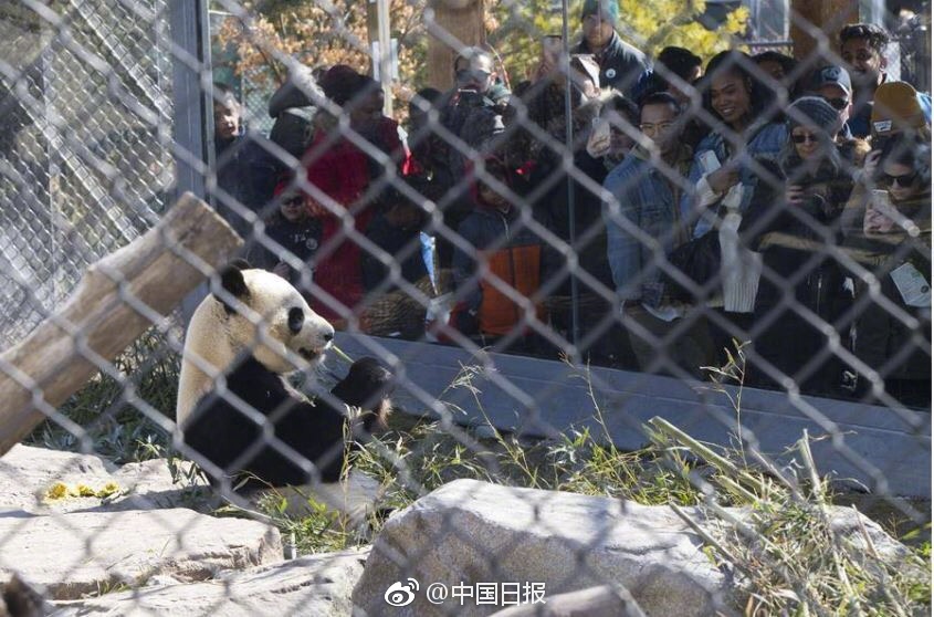 无需付费真人直播视频