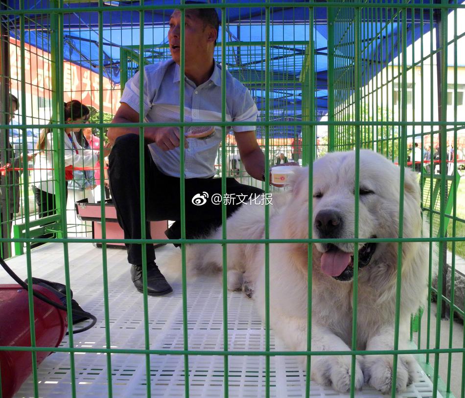 荷兰老妇性猛交视频网站