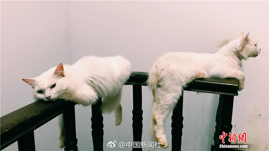 菠萝福利导航