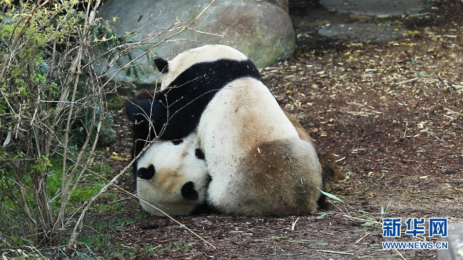 中國正妹