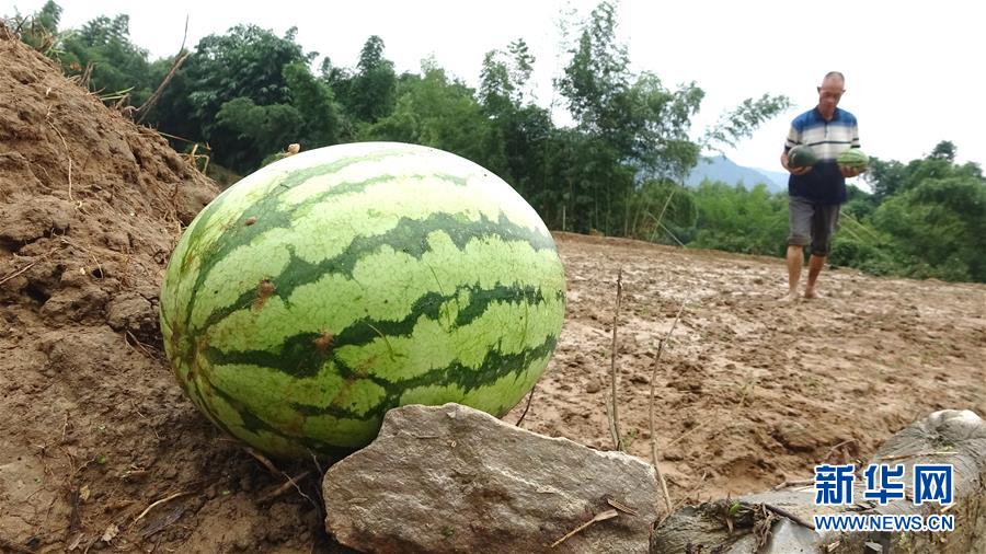 中国免费看三级黄片