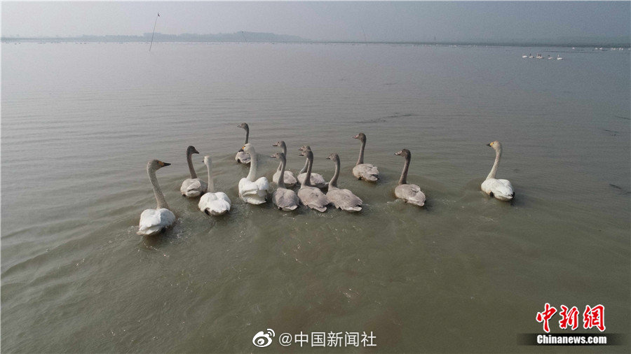 色琪