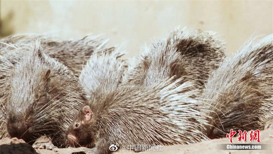 中国黄色片免费