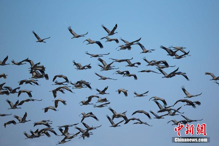 龚玥菲金瓶梅