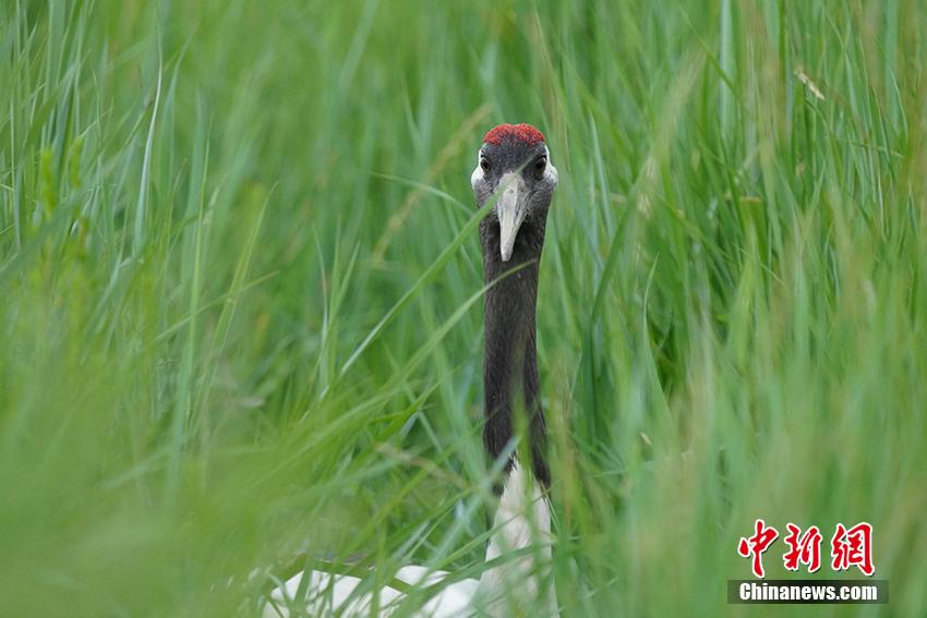 12306手机核验收不到短信验证码怎么办 12306手机核验失利怎么办