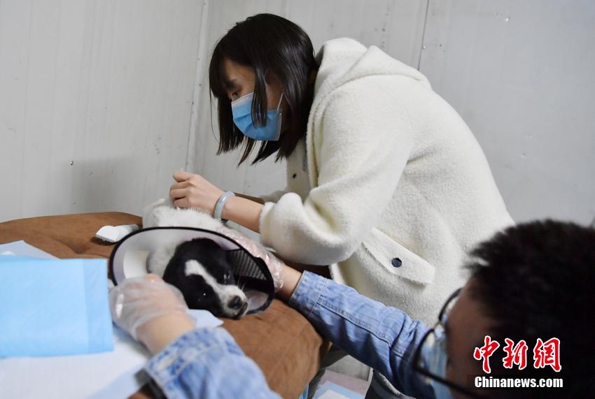 全黄裸片金瓶双艳A级