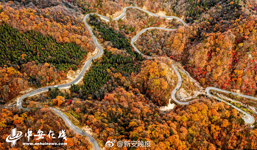 寺島志保