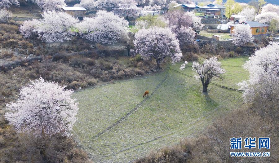 国产又猛又黄又爽
