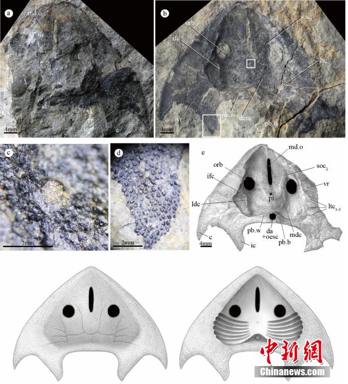 欧美一级人与嘼3D另类