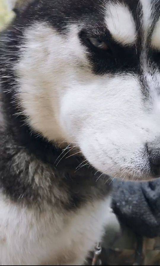 黄片小说