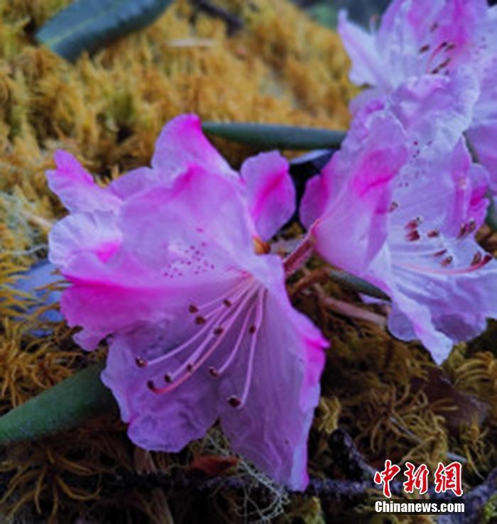 久久天堂网