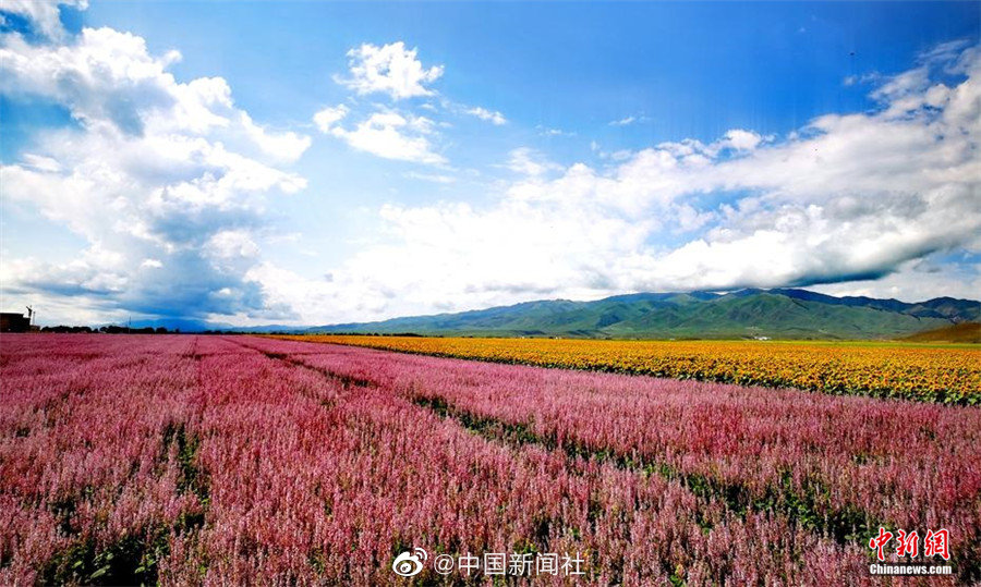 张柏芝freeXX性HD