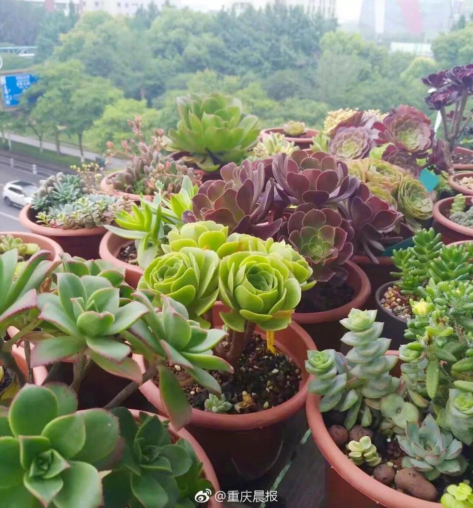 麻花天美星空mv免费播放
