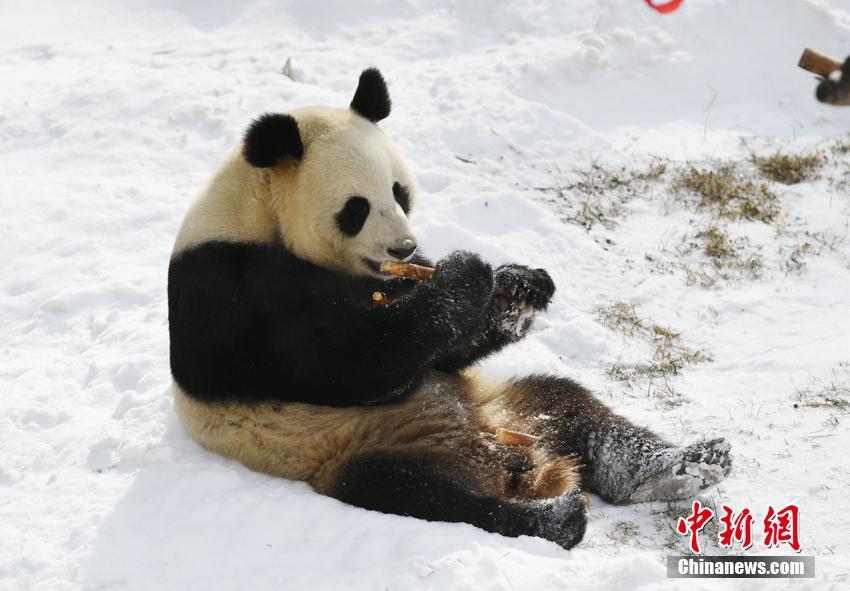 欧州成人片在线观看