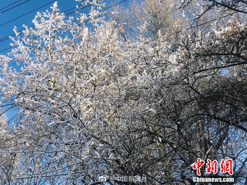 小樱同意让博人吃饺子