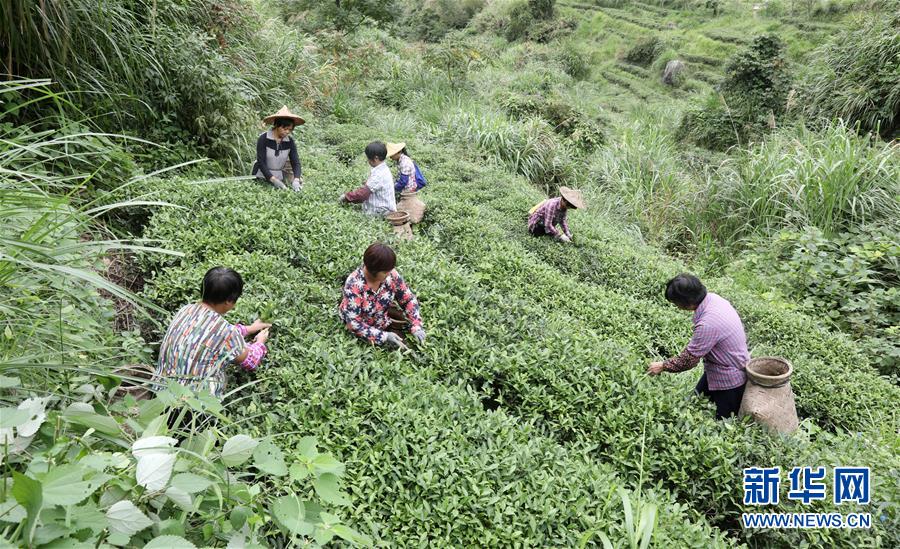 欧美老妇性…
