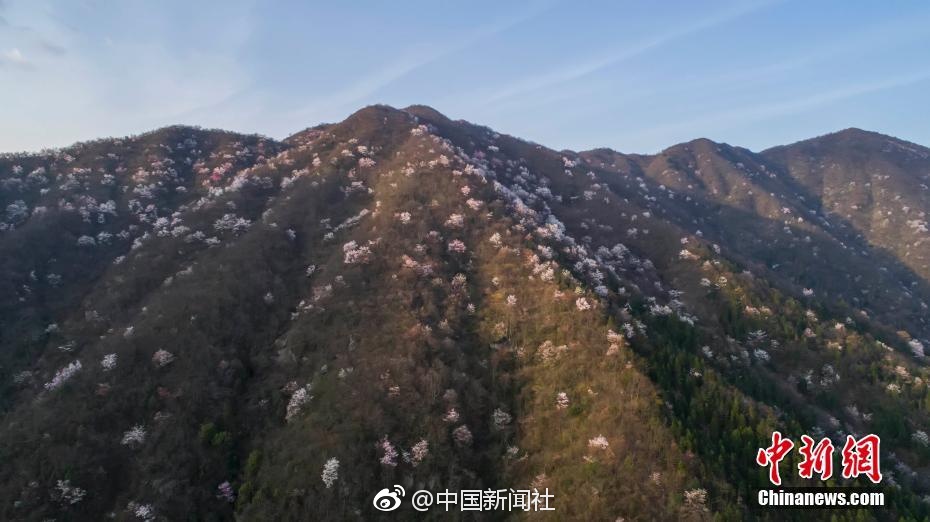 免费黄网站