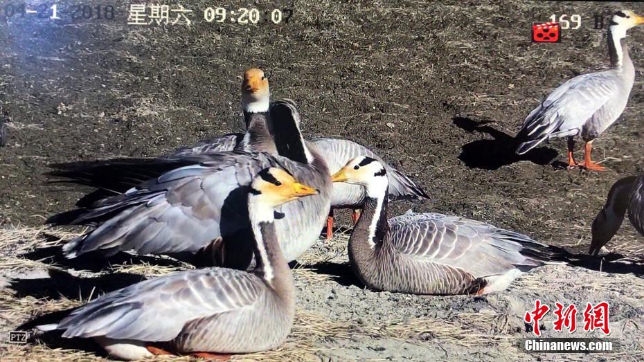 美女露100%奶头