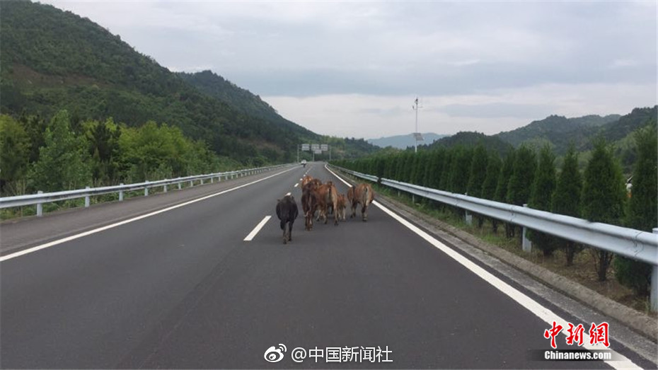 国产精品日韩欧美大师
