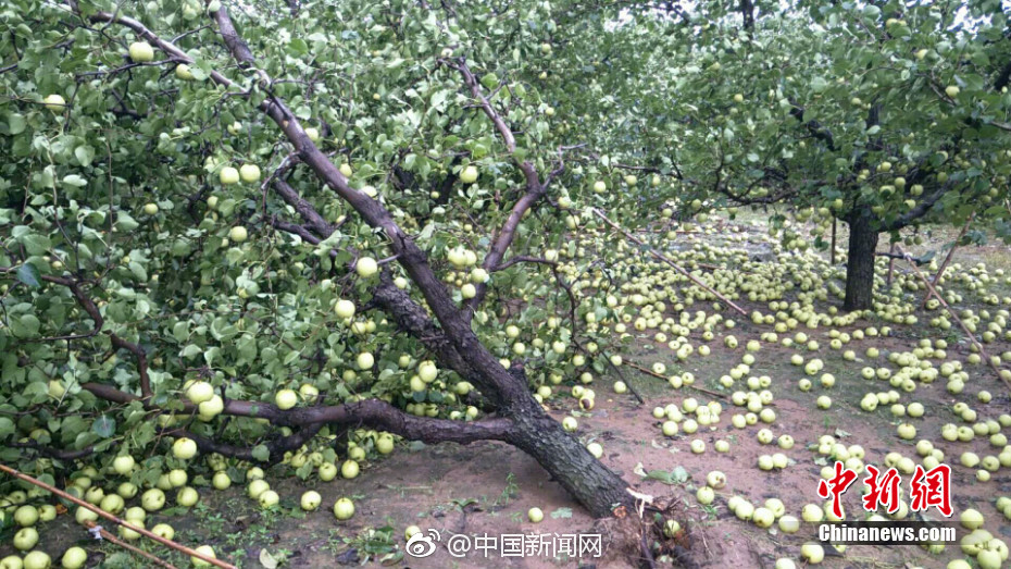 抱脸虫