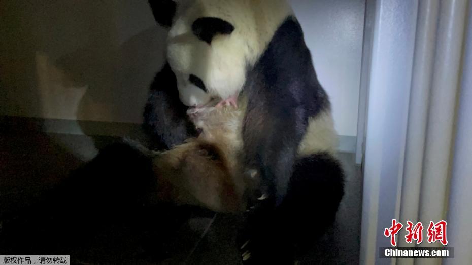 农村人乱操逼