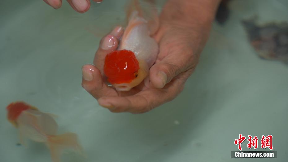 紅雀