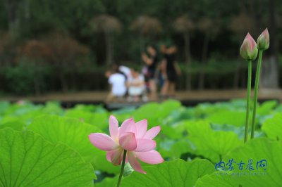 少妇无人区中文字幕