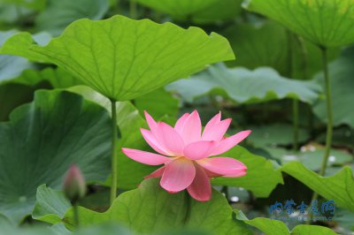 打屁屁