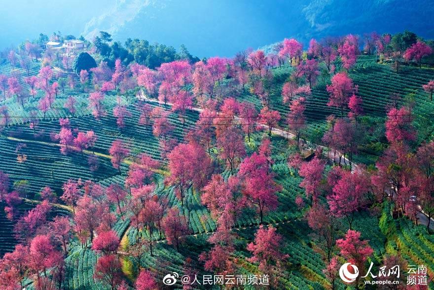 黄色成年网
