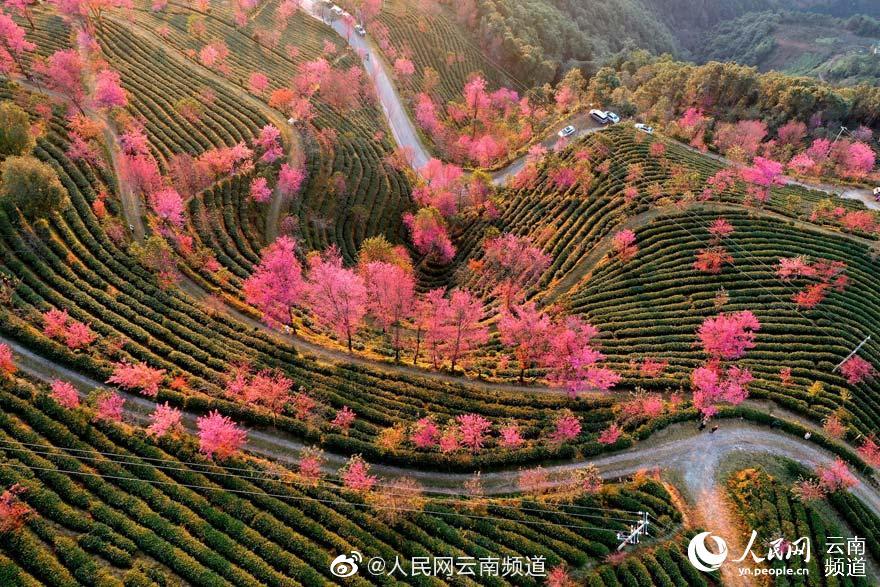 欧美黄色网影视
