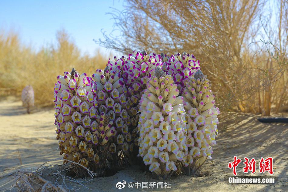 中文 黄色 网