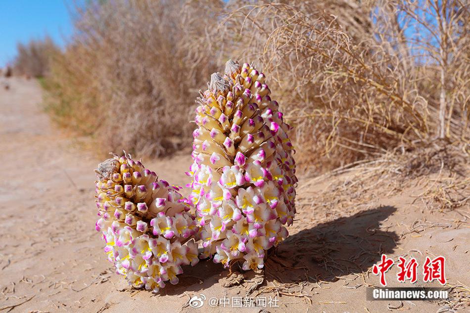 新疆塔克拉玛干沙漠里花开如春!且末县万亩肉苁蓉开花