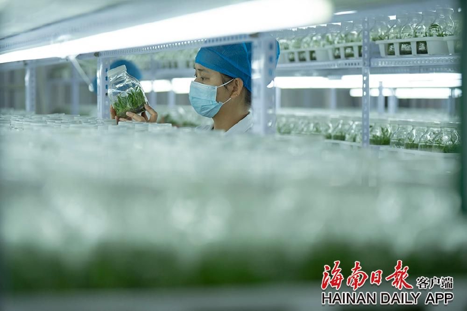 女明星的黄色视频