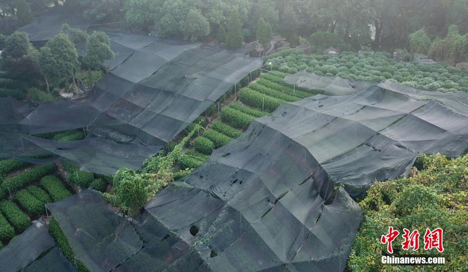 埃爾伯：拜仁簽下凱恩會像當年請到瓜帥，這會有世界範圍的影響力