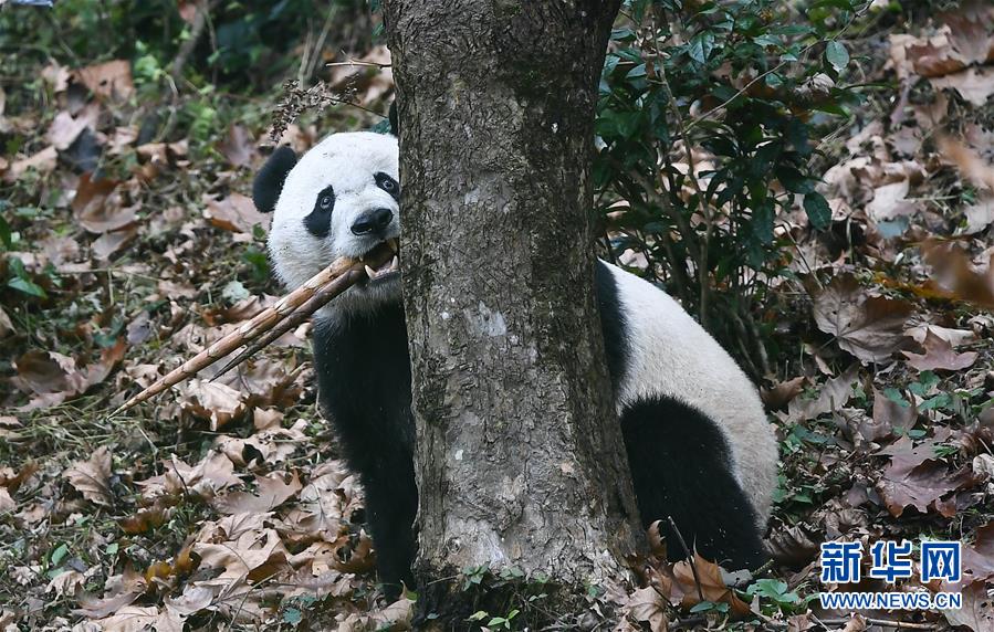 成年人高清三级片
