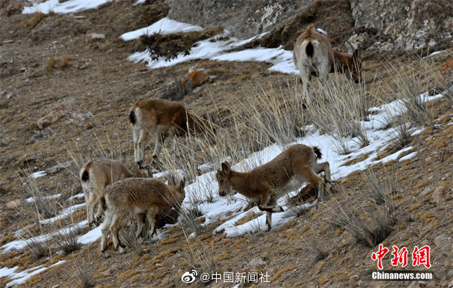 日本动漫无打码遮羞的叫什么