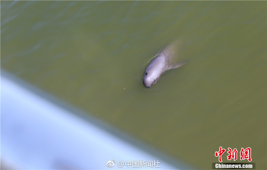 荫蒂高潮大荫蒂毛萌萌