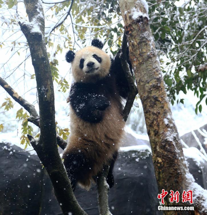八重神子和丘丘人繁衍后代的视频
