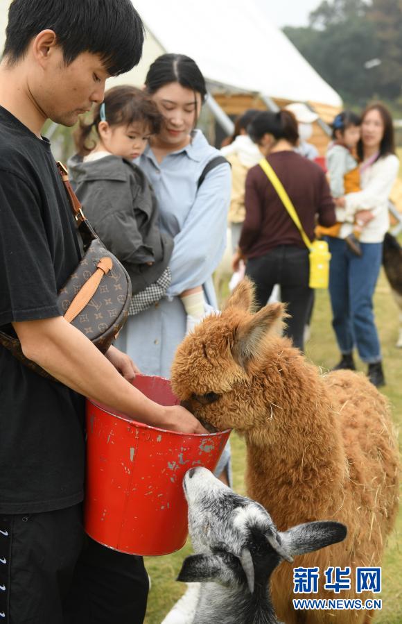 伊丽莎白 坎 贝 奇 成人 电影