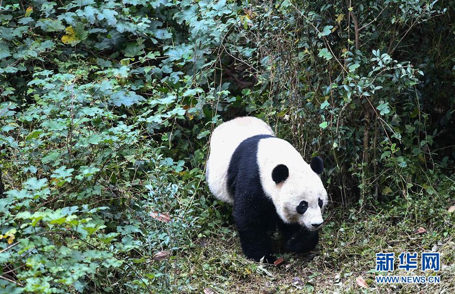 欧美禁止性爱直播