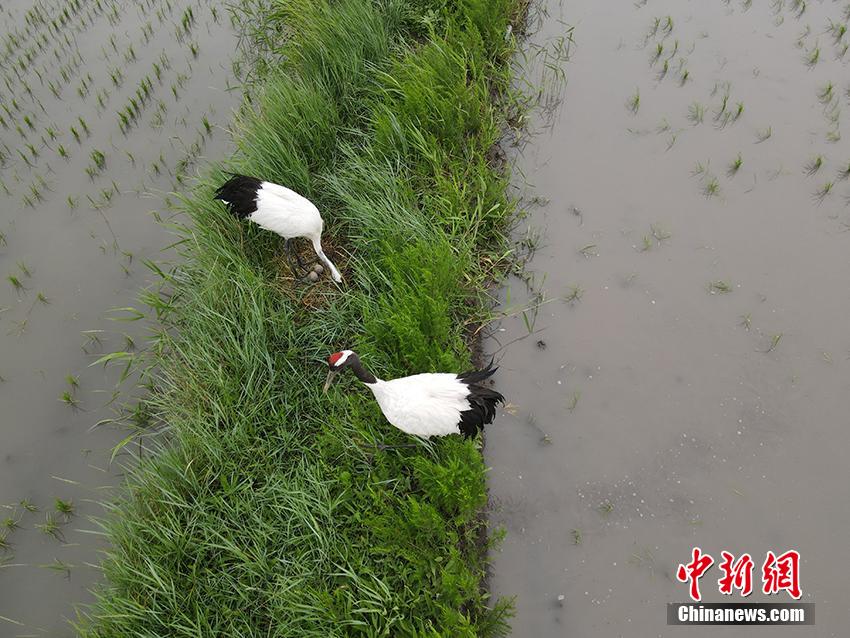 亚洲熟妇偷拍